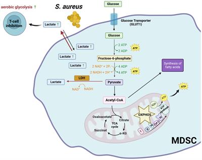 Metabolic pathways fueling the suppressive activity of myeloid-derived suppressor cells